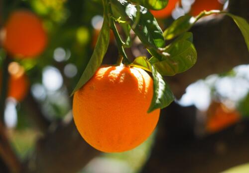 宜昌市关于金融支持柑橘产业发展的意见(附贷