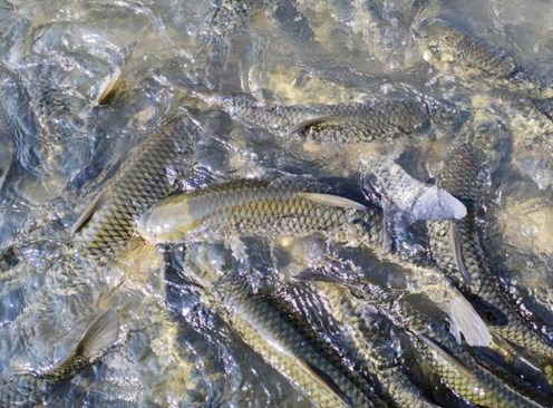 草鱼有肠炎怎么治?发病原因是什么?如何预防