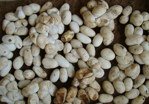 【致富经】有关蛇卵孵化关键技术