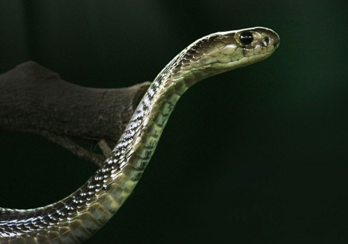 【致富经】有关养殖眼镜王蛇的要点及其注意事