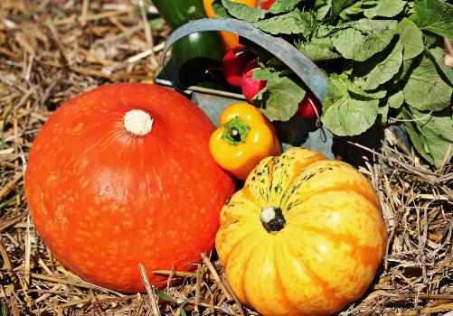 南瓜和什么食物不能一起吃?和虾能一起吃吗?