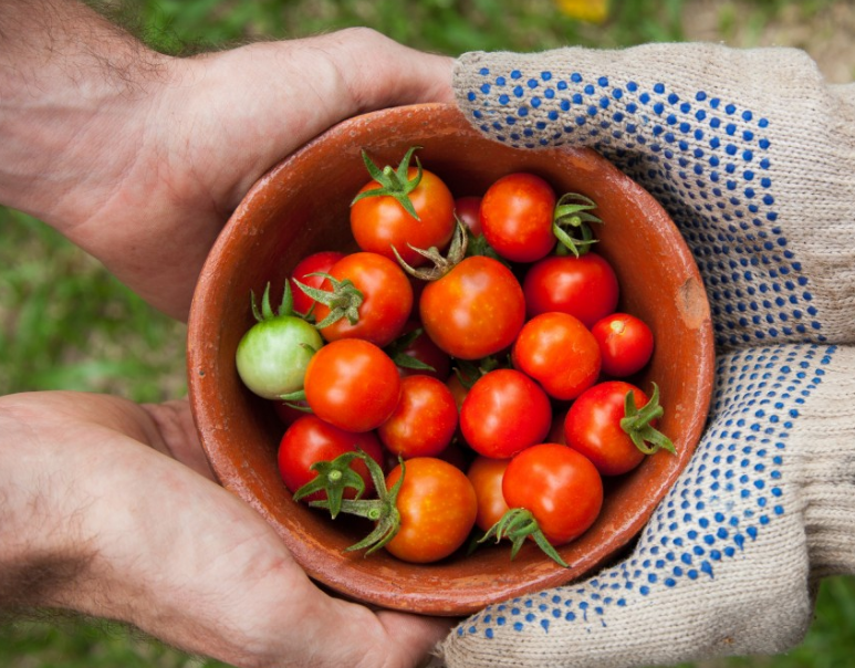 (圣女果)小番茄有哪些功效和作用?是转基因水