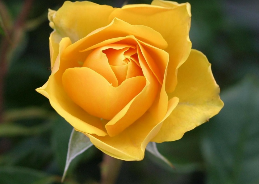 黄玫瑰代表什么意思?和香槟玫瑰有什么区别?