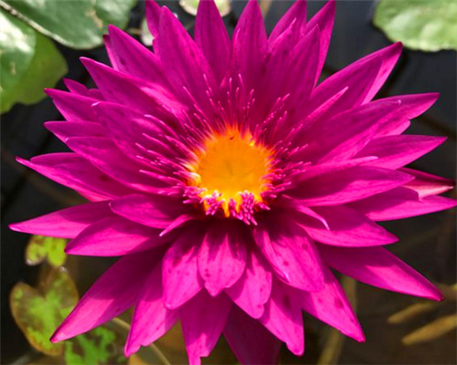 睡莲怎么养才能开花?睡莲的种植方法和注意事