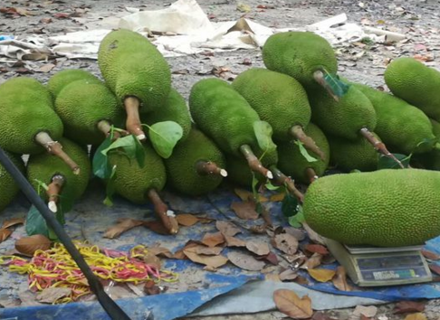 菠萝蜜的种植条件有哪些?适合哪里种植?