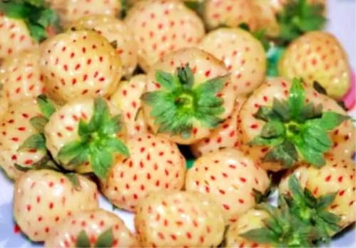 菠萝莓怎么种?它的种植条件和技术有哪些?