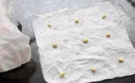 柠檬种子盆栽种植方法,柠檬籽怎么种小盆栽