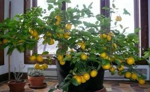 柠檬种子盆栽种植方法,柠檬籽怎么种小盆栽