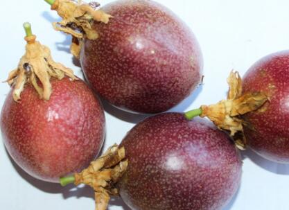 百香果什么时候结果?北方地区能种吗?(附种植