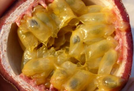 百香果什么时候结果?北方地区能种吗?(附种植