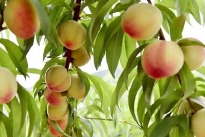 桃子是什么时候成熟的水果?大棚种植主要的病