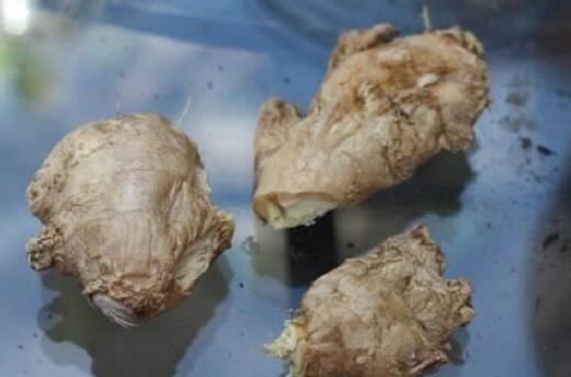 子姜的种植方法和时间?手把手教你种子姜