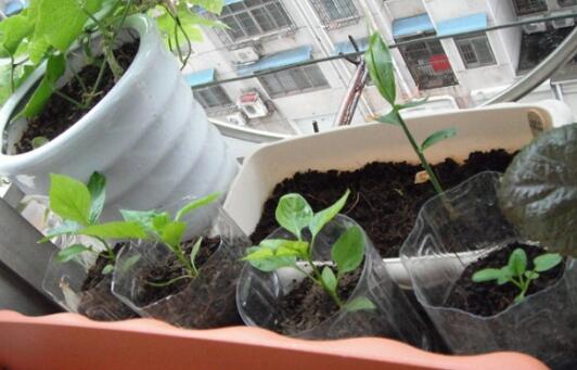 子姜的种植方法和时间?手把手教你种子姜