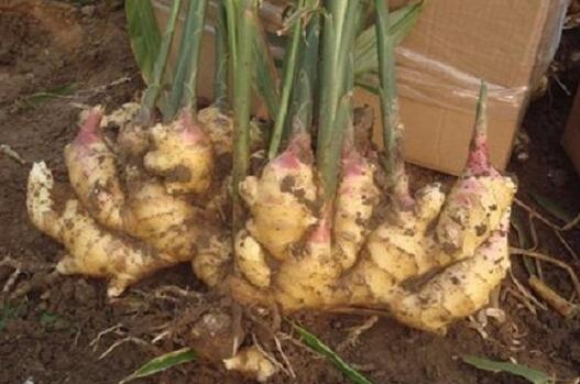 子姜的种植方法和时间?手把手教你种子姜