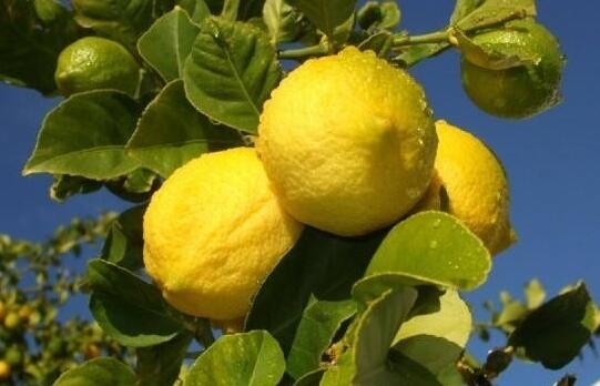 盆栽柠檬如何种植?有什么注意事项?