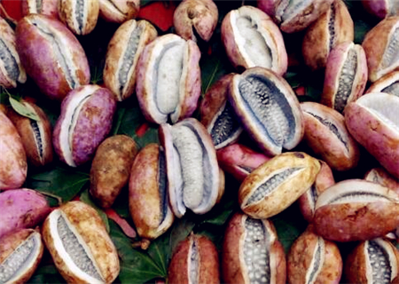 土香蕉八月瓜怎么种?2018年种植前景如何?