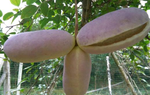 土香蕉八月瓜怎么种?2018年种植前景如何?