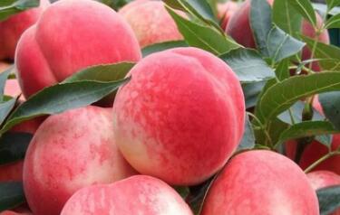 不同品种的桃产地不同 有中国桃之乡 美称的