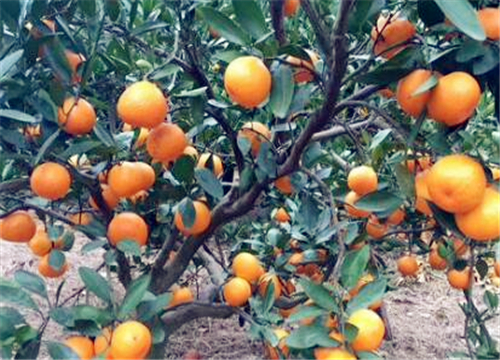 生活小常识:橘子和桔子有什么区别?别再被误导