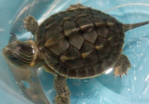 珍珠龟(中华花龟)如何鉴别?怎么养?