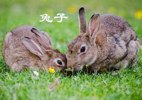 动物兔子怎么养?4个方法可以分辨公母!