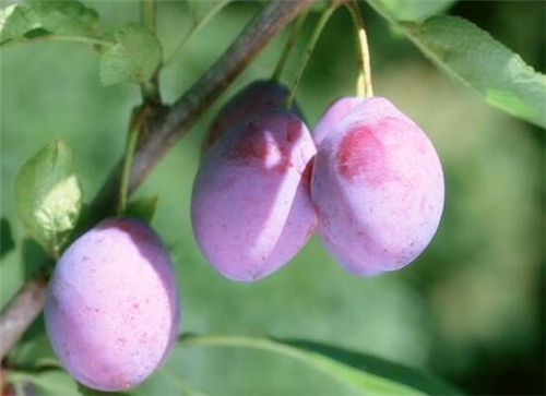 西梅市场价格多少钱一斤?详解种植技术与市场