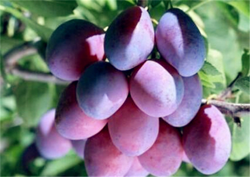 西梅市场价格多少钱一斤?详解种植技术与市场