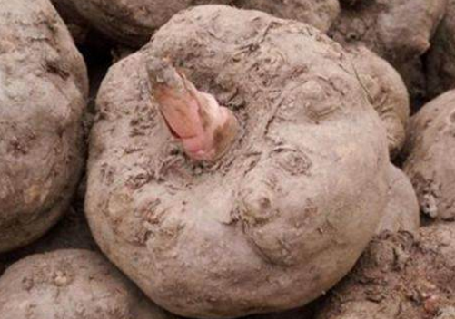 去肠砂魔芋价格多少钱一斤?如何种植?