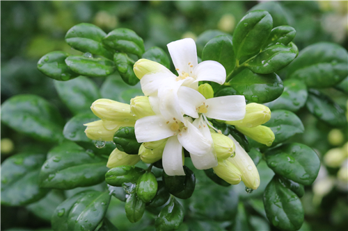 九里香能放卧室养吗?掌握这六个养殖方法就能