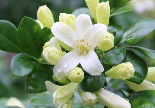 九里香能放卧室养吗?掌握这六个养殖方法就能