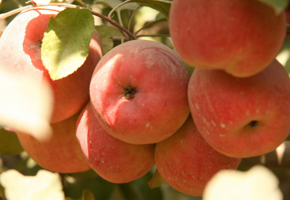 糖心苹果多少钱一斤?是怎样形成的?