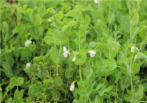 豆苗菜的种植方法 针对病虫害也要区别用药 土流网