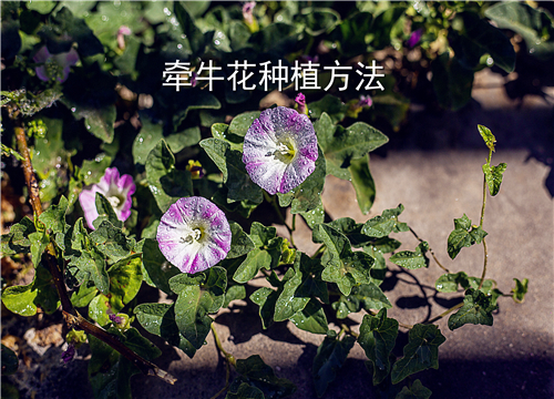 牵牛花什么季节播种最好 盆栽种植方法你都清楚吗 土流网