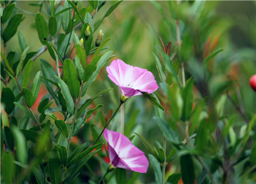 牵牛花什么季节播种最好 盆栽种植方法你都清楚吗 土流网