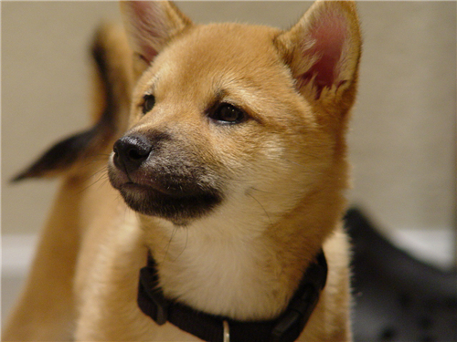 柴犬市场价格多少钱一只 和秋田犬的五大区别 土流网