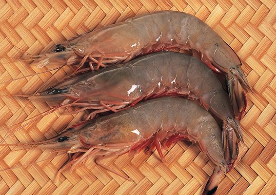 海鲜虾类有哪几种?海鲜大虾品种
