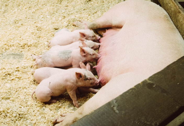养殖30头母猪成本与利润是多少?怎样才能养好