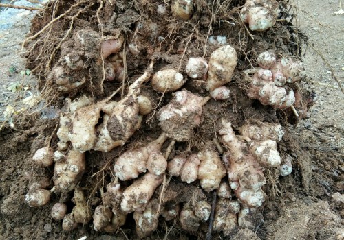 菊芋 洋姜 的种植方法介绍 19年种植前景如何 土流网