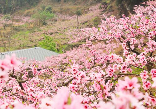 桃花-摄图网