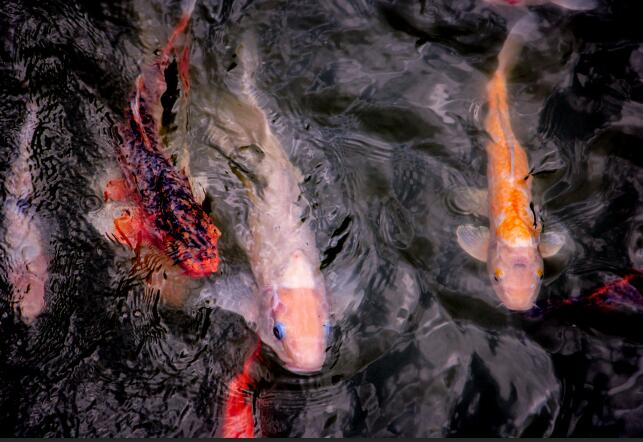 鱼塘里的 吸血鬼 开始出没 鱼长了寄生虫该怎么办 土流网