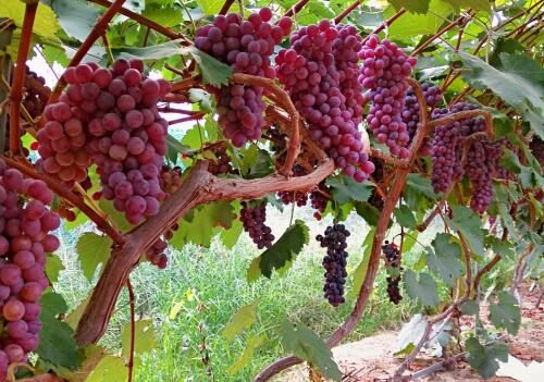 葡萄是热性还是凉性?市场价格多少钱一斤?