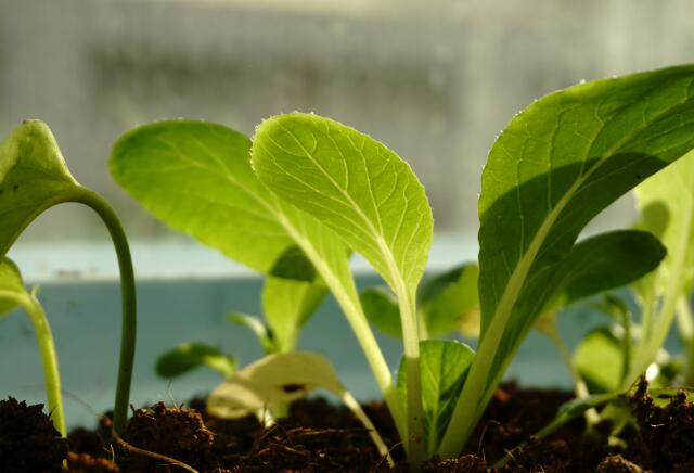 如何种植小白菜 青菜 才能避免 地里黄 的现象呢 土流网