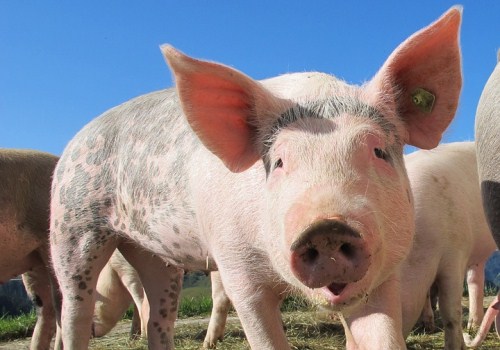 春季养猪技术要点介绍!2019年养殖前景如何?