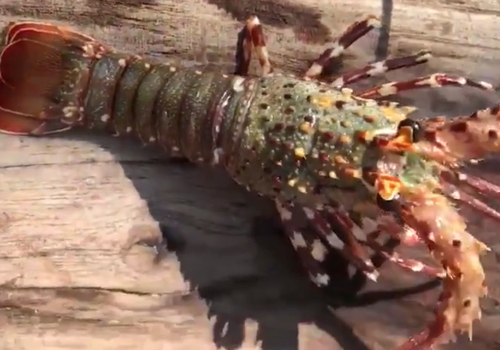 澳洲龙虾死了还能吃吗?这样洗简单又干净!