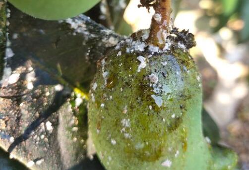 五小害虫 蚧壳虫用什么药最有效 它的天敌有哪些 土流网