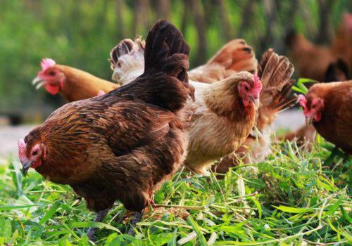 2019年农村养鸡政策补贴,你都了解了吗?