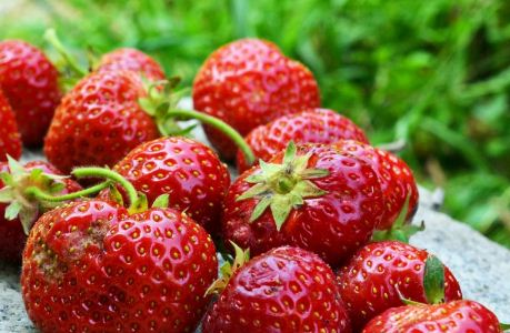 2019年草莓价格大概多少钱一斤?栽培技术要点