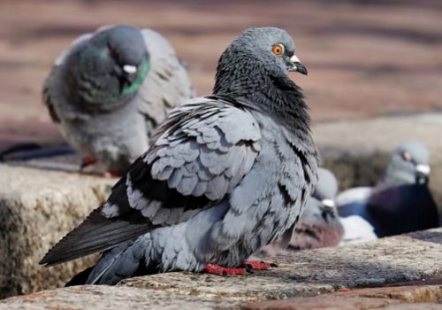 如何让鸽子快速繁殖?