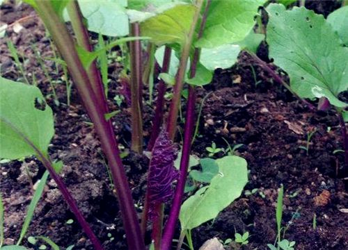 红菜苔什么时间种植最好 高产栽培技术介绍 热备资讯