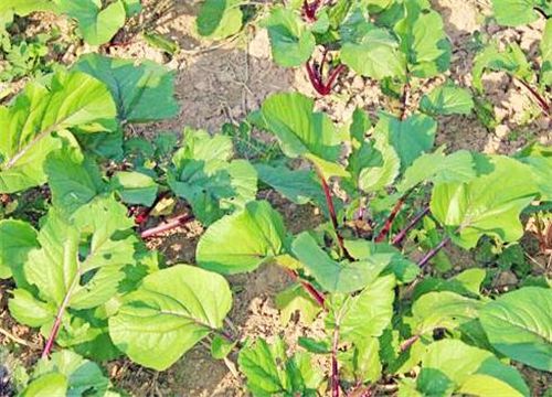 红菜苔什么时间种植最好 高产栽培技术介绍 热备资讯